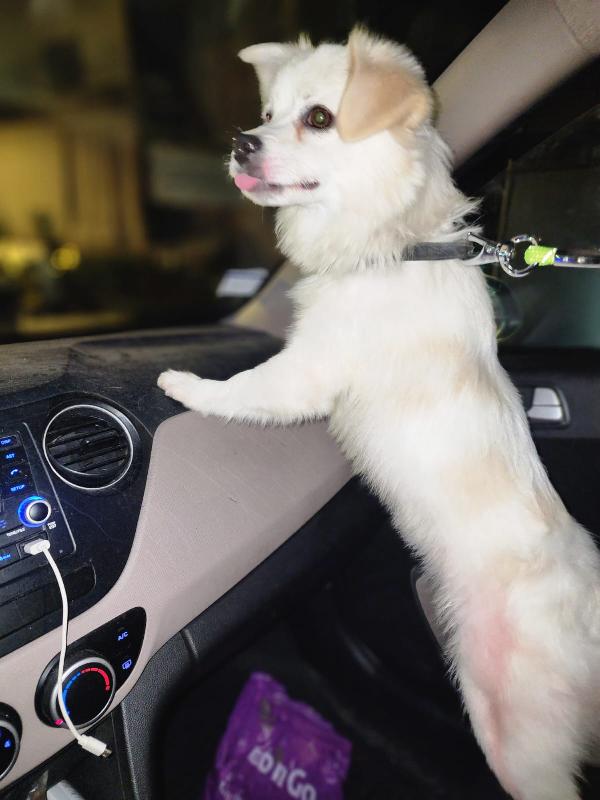 Cooki, un simil volpino allegro e giocherellone Foto 4